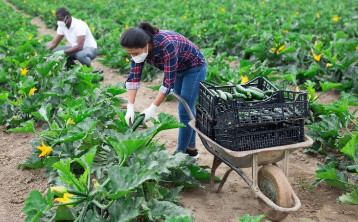 Farm Workers Jobs Hiring in Japan 2023